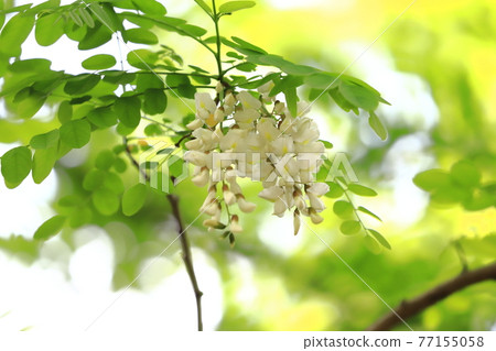 Harienju花和芽（刺槐） 77155058