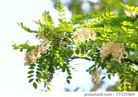 Harienju花和芽（刺槐） 77155064