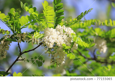 Harienju花和芽（刺槐） 77155065