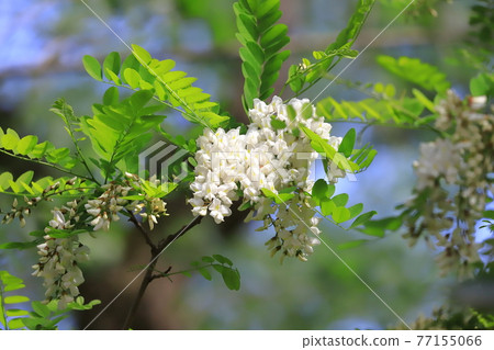 Harienju花和芽（刺槐） 77155066