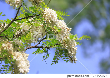 Harienju花和芽（刺槐） 77155075