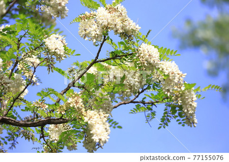 Harienju花和芽(刺槐) Harienju花和芽(刺槐) 77155076