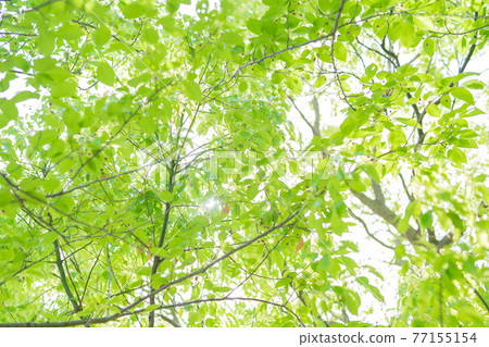 New green image 77155154