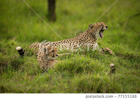 Cheetah lies yawning with cub on grass Cheetah lies yawning with cub on grass 77155188