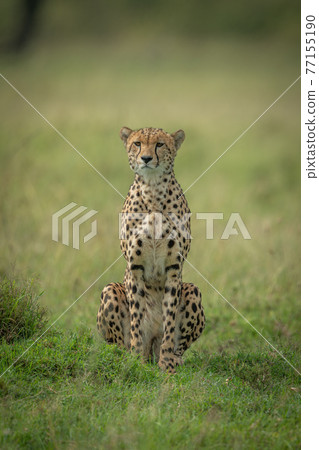 Cheetah sits facing camera on grassy plain Cheetah sits facing camera on grassy plain 77155190