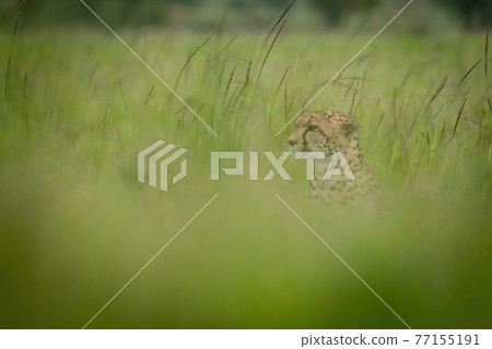 Cheetah sits facing left in blurry grass 77155191