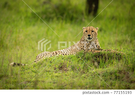 Cheetah lies on mound with mouth open Cheetah lies on mound with mouth open 77155193