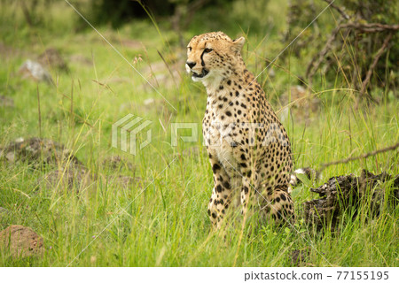 Cheetah sits by log in long grass 77155195