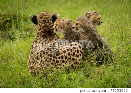 Cheetah lies with three cubs in grass 77155222
