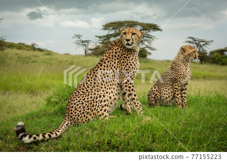 Cheetah sits beside cub on grassy mound Cheetah sits beside cub on grassy mound 77155223
