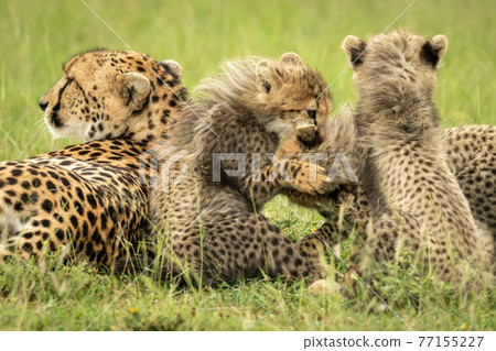 Cheetah lies by three cubs play fighting Cheetah lies by three cubs play fighting 77155227