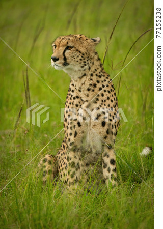 Cheetah sits in tall grass looking left Cheetah sits in tall grass looking left 77155238