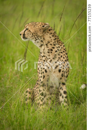 Cheetah sits in tall grass turning left 77155239