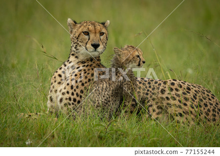 Cheetah lies with wet cub in rain 77155244