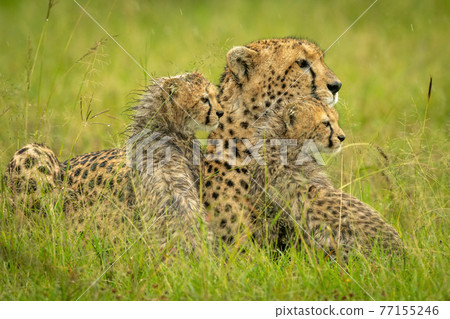 Cheetah lies with wet cubs in rain Cheetah lies with wet cubs in rain 77155246