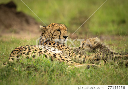 Cheetah lies on grass with young cub 77155256