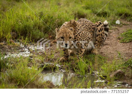 Cheetah lies by grassy puddle looking right 77155257