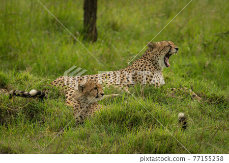 Cheetah lies yawning by cub on grass 77155258