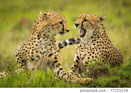Cheetah lies yawning with another on grass 77155259