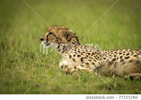 Cheetah lies lifting head to look left 77155260