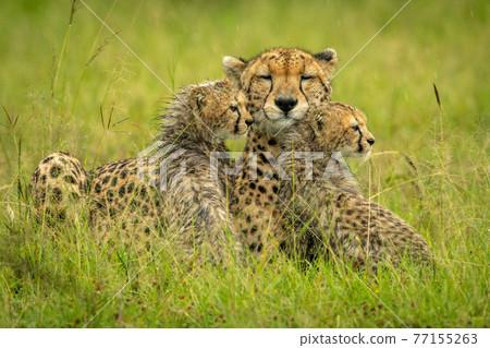 Cheetah lies with two cubs in rain 77155263