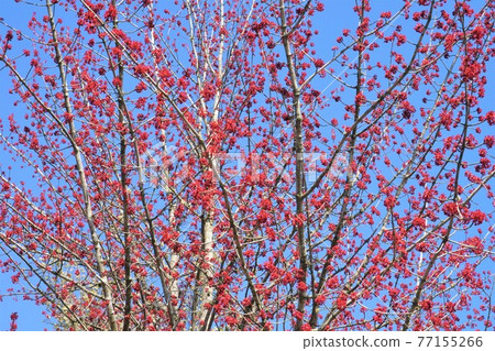 Portland red flowers 77155266