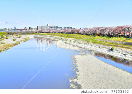 Looking upstream from Mutsumibashi / Tama River (Fussa City, Tokyo) [2020.4] 77155552
