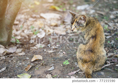 Orange cat Thailand sitting on the ground in the garden grass under sunlight. Orange cat Thailand sitting on the ground in the garden grass under sunlight. 77155590