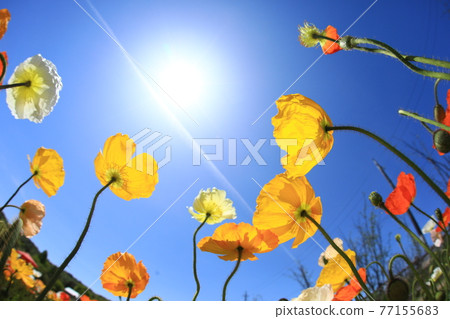 Iceland Poppy 9904 Iceland Poppy 9904 77155683