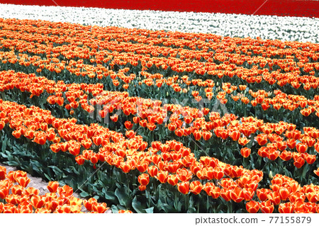 鬱金香領域 鬱金香領域 77155879