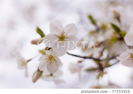 Oshima cherry tree Oshima cherry tree 77155928