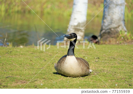 Canadian Canadian 77155939