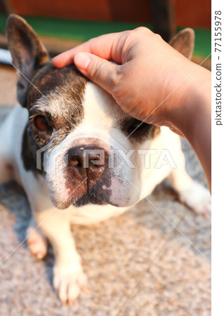 dog or French bulldog, groping a dog dog or French bulldog, groping a dog 77155978