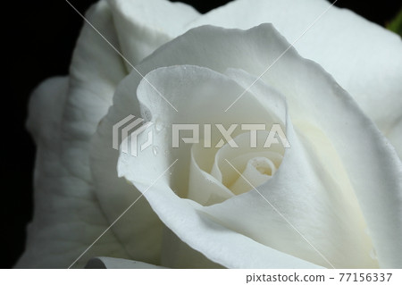 Up of a white rose 77156337
