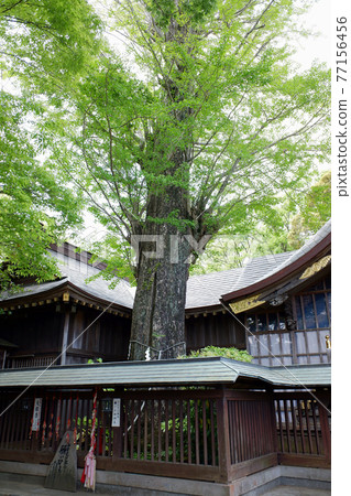 Large ginkgo tree at Magata Shrine, Sakura City, Chiba Prefecture 77156456