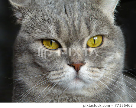 Big scottish cat look sneaky sly. Curious tabby scheming cat have crafty plan. Gray marbled color cat makes suspicious pensive face 77156462