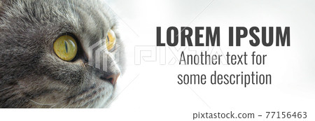 Big scottish cat with large open-eyed look at text. Scottish short-hair devious cat with yellow eyes. Gray marble color cat makes surprised face. Big scottish cat with large open-eyed look at text. Scottish short-hair devious cat with yellow eyes. Gray marble color cat makes surprised face. 77156463