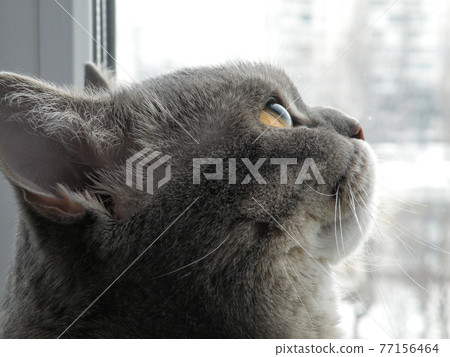 Big scottish cat look up. Curious tabby scheming cat have crafty plan. Scottish short-hair devious cat with yellow eyes sitting in sunlight from window. Gray marbled color cat makes pensive face Big scottish cat look up. Curious tabby scheming cat have crafty plan. Scottish short-hair devious cat with yellow eyes sitting in sunlight from window. Gray marbled color cat makes pensive face 77156464