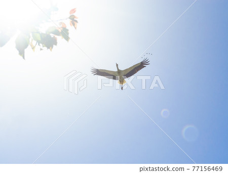 White Stork overhead. A magnificent white stork shows the finery of its plumage as it passes overhead in the sky on background of the sun. a wedge of flying birds near 77156469