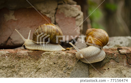 A pair of snails are crawling over the bricks of the building. The snails crawl one after the other. The concept of a relationship in a pair or submission. Leading by someone else. A pair of snails are crawling over the bricks of the building. The snails crawl one after the other. The concept of a relationship in a pair or submission. Leading by someone else. 77156474