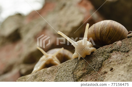 Portrait of a face Couple of snails on the bricks of the building. The snails next to each other look into the camera. The concept of a relationship in a pair or submission. Portrait of a face Couple of snails on the bricks of the building. The snails next to each other look into the camera. The concept of a relationship in a pair or submission. 77156475