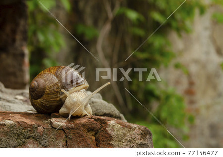 Snail on the bricks of a building. The snail over the cliff looks thoughtfully far away. The concept of inevitability, difficulty of choice, insurmountable difficulties, or originlessness. Snail on the bricks of a building. The snail over the cliff looks thoughtfully far away. The concept of inevitability, difficulty of choice, insurmountable difficulties, or originlessness. 77156477