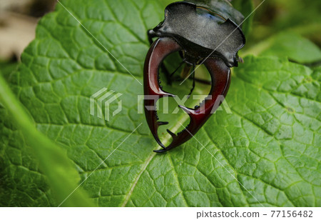 The deer beetle is on the tree. Male stag beetle Lucanus cervus on the green hosta leaf. Close-up. The deer beetle is on the tree. Male stag beetle Lucanus cervus on the green hosta leaf. Close-up. 77156482