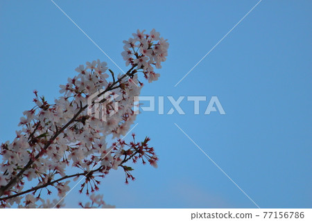 櫻花盛開 櫻花盛開 77156786