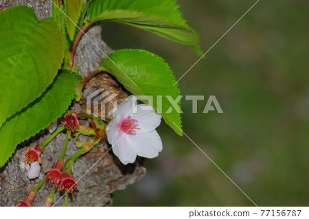 One flower of cherry blossoms One flower of cherry blossoms 77156787