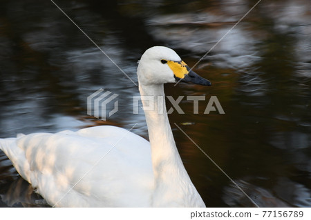 Tundra swan 4 Tundra swan 4 77156789