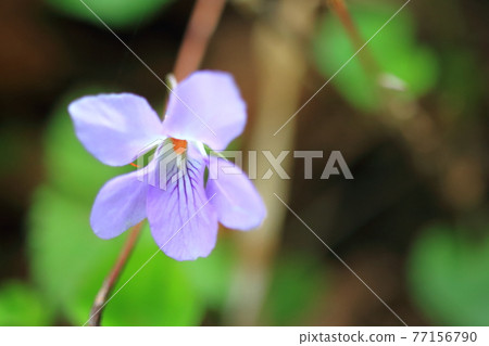 Violets (purple) Violets (purple) 77156790