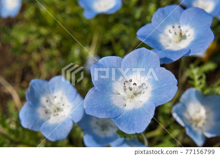 Nemophila 花特寫 77156799