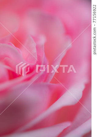 Up of a rose called Pierre de Ronsard Up of a rose called Pierre de Ronsard 77156922