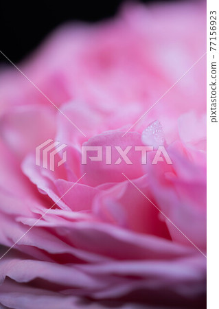 Up of a rose called Pierre de Ronsard 77156923